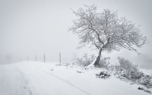 Winter scenery - tree in the snow and in the fog