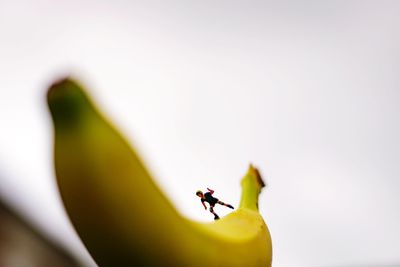 Close-up of toy on banana against clear sky