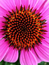 Close-up of pink flower