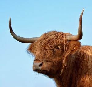 Close-up of cattle against clear sky