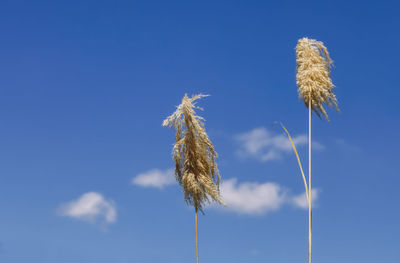 Low angle view of dry plant against blue sky
