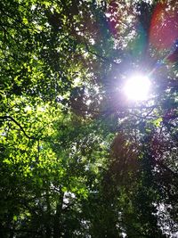 Low angle view of trees against sunlight