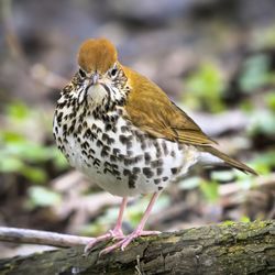 Close-up of bird perching on rock