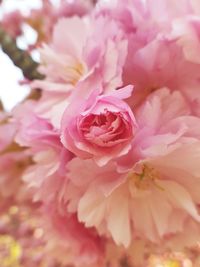 Close-up of pink flower