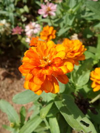 Close-up of yellow flower