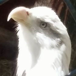 Close-up of birds