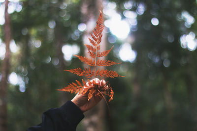 Person holding maple leaves during autumn