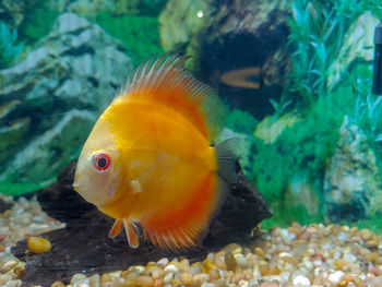 Close-up of fish swimming in sea