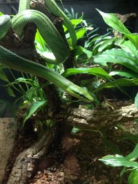 Close-up of lizard on plants at aquarium