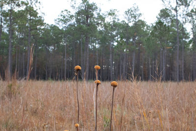 Mushroom growing on field