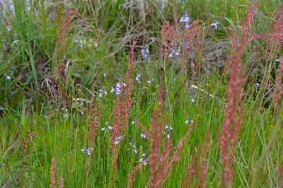 Close-up of flowering plants on field