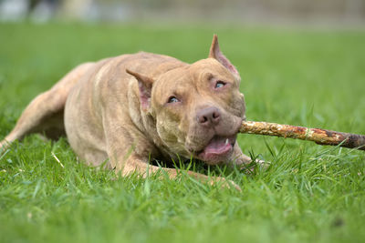 Portrait of dog relaxing on field