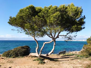 Tree by sea against sky