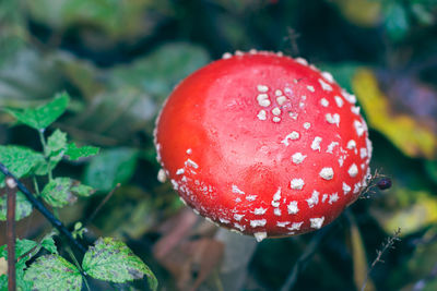 red