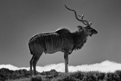 Deer standing in a field