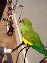 Bird perching on bicycle