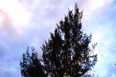 Low angle view of tree against cloudy sky