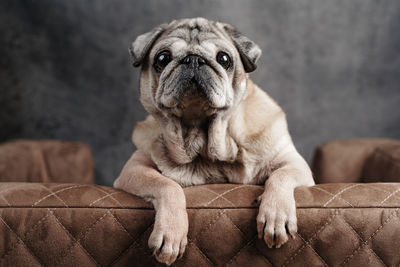 An elderly pug sits on a dog sofa and looks forward, a close-up view from the front