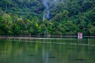Scenic view of lake in forest
