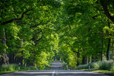 Trees in park