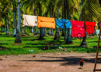 Clothes drying on clothesline