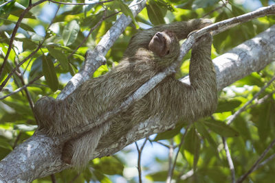 Close-up of animal on tree
