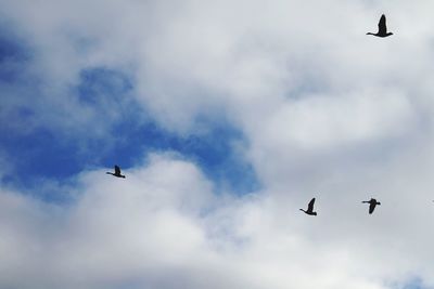 Low angle view of airplane flying against sky