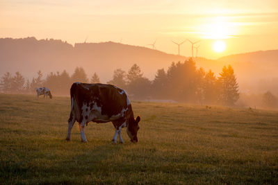 Sunset with cows