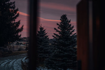 Low angle view of trees