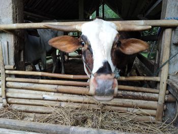 Close-up of cow in stable