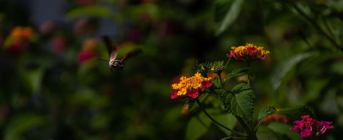 Close-up of butterfly pollinating on flower