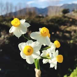 Close-up of white flowering plant