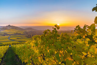 Scenic view of vineyard against sky during sunset