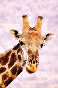 Close-up of giraffe