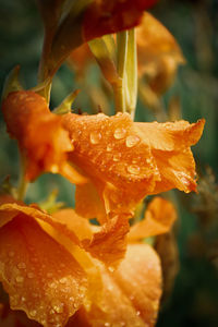 Close-up of raindrops on orange leaf