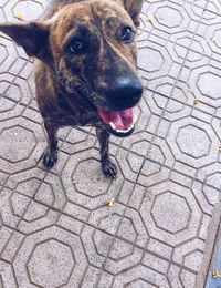 Portrait of dog sticking out tongue