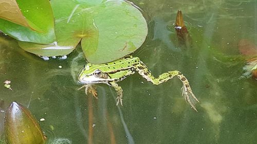 High angle view of turtle swimming in lake