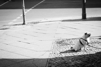 Pug on road during sunny day