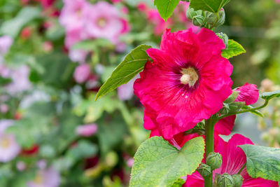 Close-up of pink flowering plant