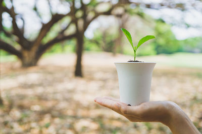 Cropped hand holding plant in cup