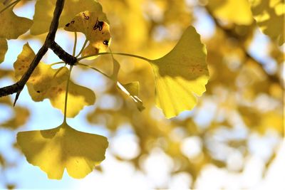 Close-up of yellow gingko leaves hanging on tree in autumn