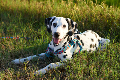 Dog lying on grass