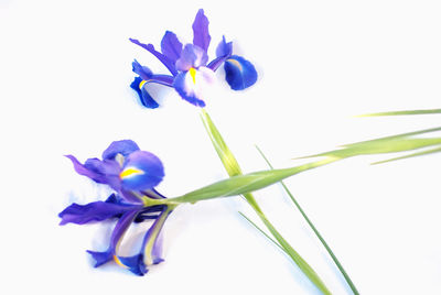 Close-up of purple crocus flowers