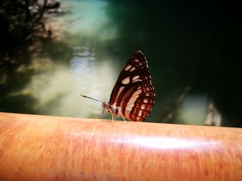 Close-up of butterfly perching on leaf