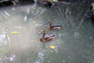 Ducks swimming in lake