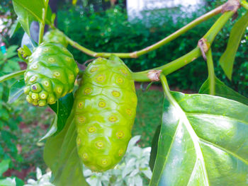 Close-up of green fruit on plant