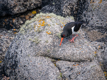 High angle view of bird perching on rock