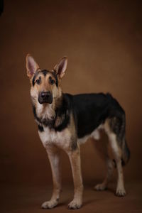 Portrait of dog standing against gray background