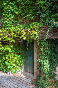 Ivy growing on wall of building