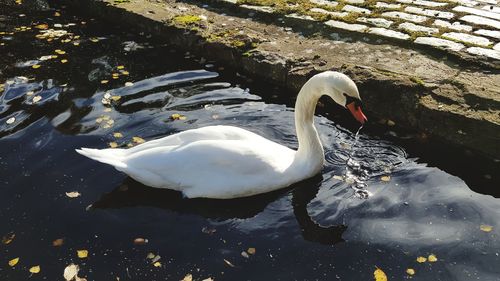 Swan swimming in lake